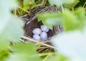 鳥の巣にある卵のフリー写真素材