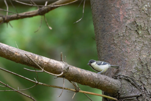 木の枝にいるシジュウカラの幼鳥のフリー写真素材