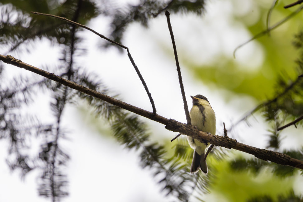 シジュウカラの幼鳥のフリー写真素材