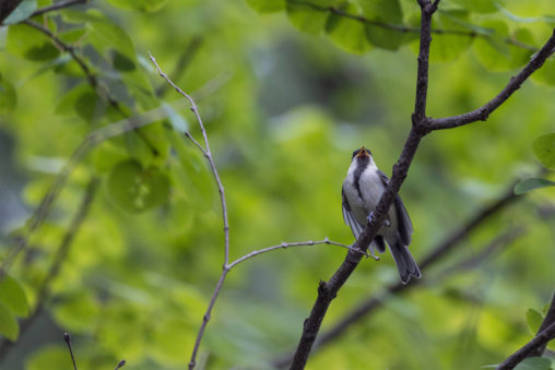 森の中のシジュウカラの幼鳥のフリー写真素材