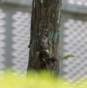 木にとまっているカワラヒワの幼鳥のフリー写真素材