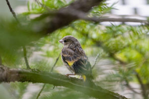 枝にとまるカワラヒワの幼鳥のフリー写真素材