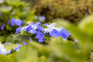 雨の日のガクアジサイ（額紫陽花）のフリー写真素材