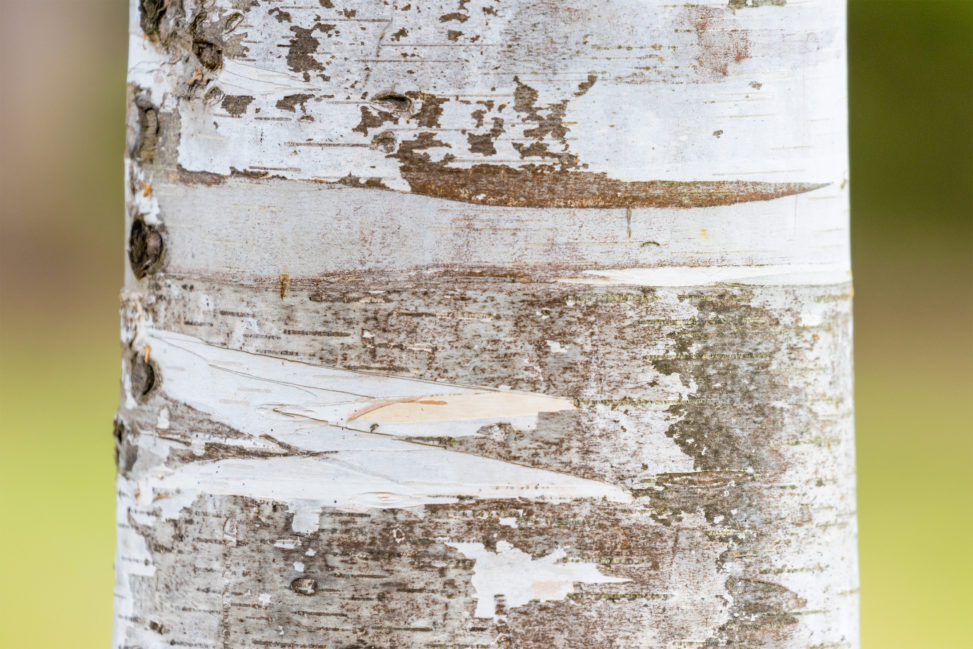 アップの白樺（シラカンバ）のフリー写真素材