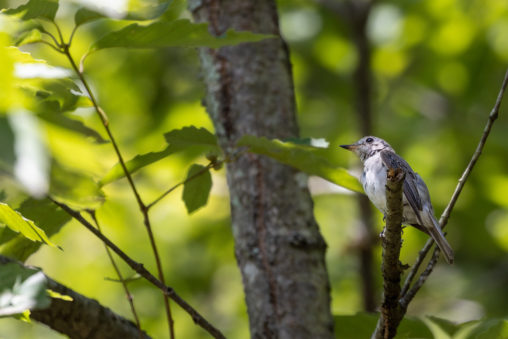 森の中のコサメビタキの幼鳥のフリー写真素材