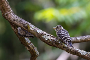 枝にとまっているコゲラの幼鳥のフリー写真素材
