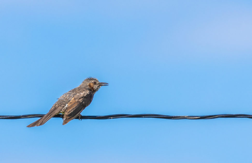 電線にとまるヒヨドリの幼鳥のフリー写真素材
