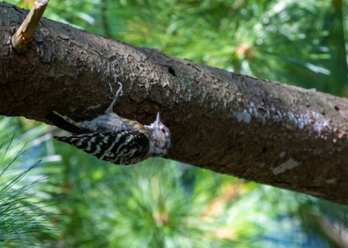 枝につかまっているコゲラの幼鳥のフリー写真素材