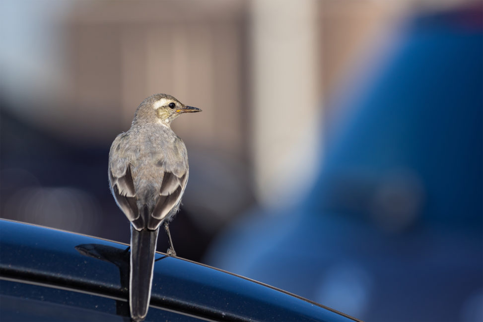 車の上にとまるハクセキレイの幼鳥のフリー写真素材