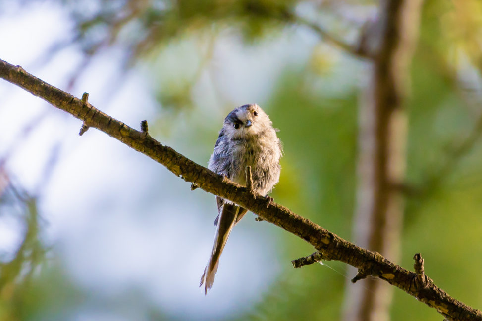 正面を向いているエナガの幼鳥のフリー写真素材