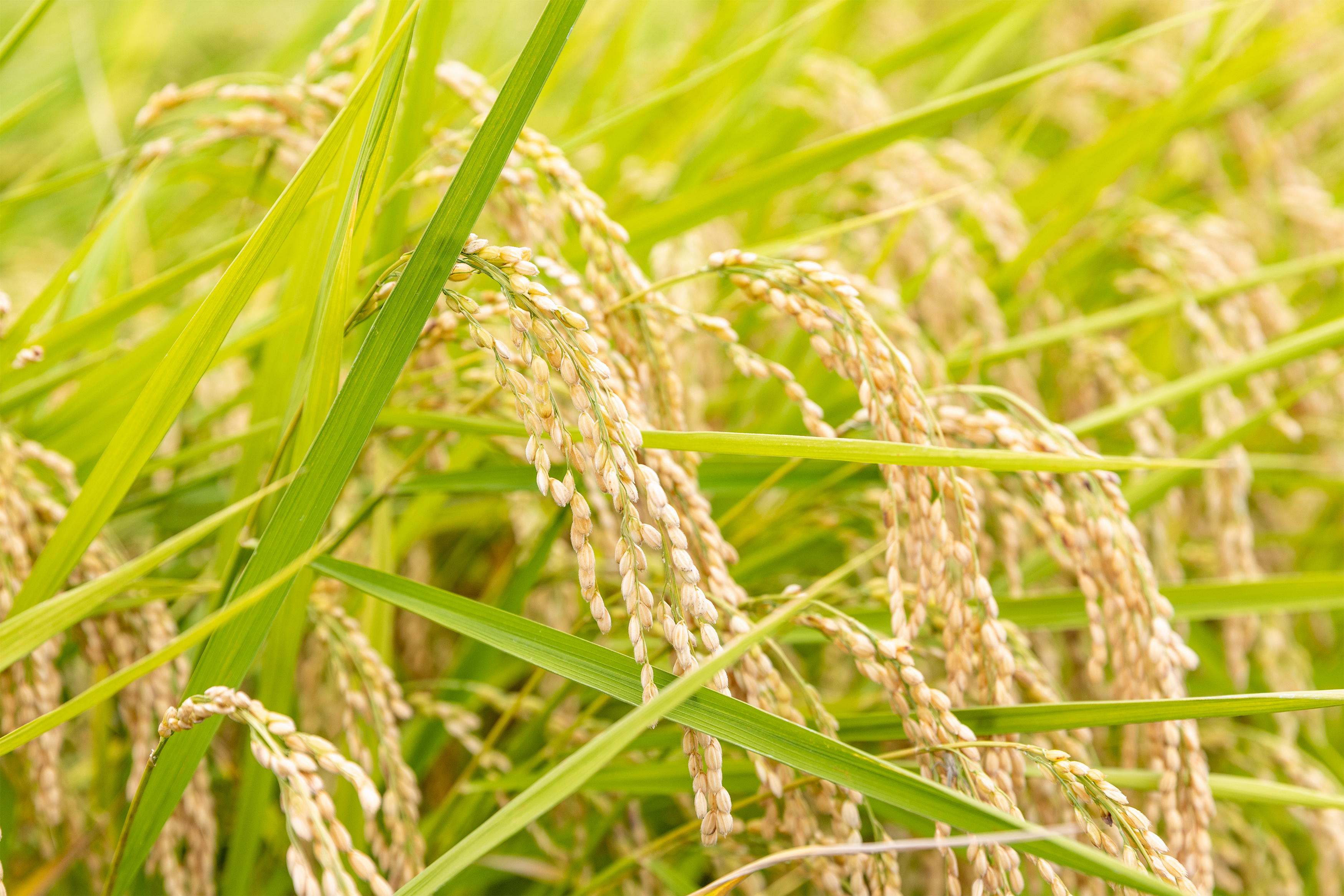 実った稲 | 無料の高画質フリー写真素材 | イメージズラボ