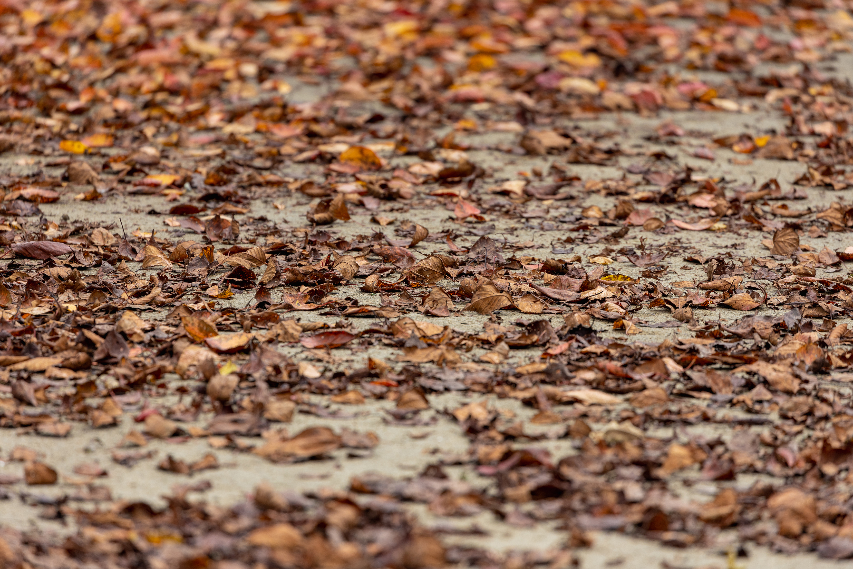秋の落ち葉 無料の高画質フリー写真素材 イメージズラボ