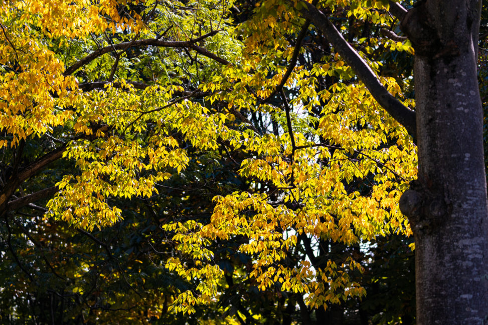 黄色く色づいた木々の葉の写真