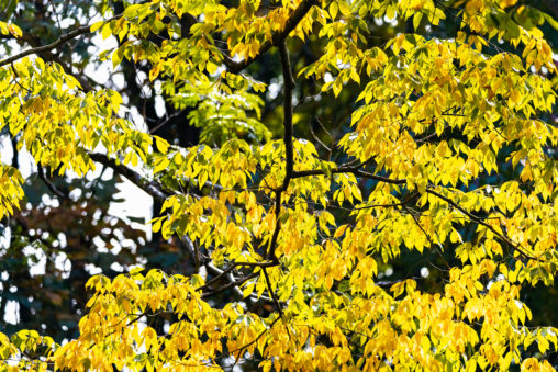 黄色く色づいた木々の葉02の写真
