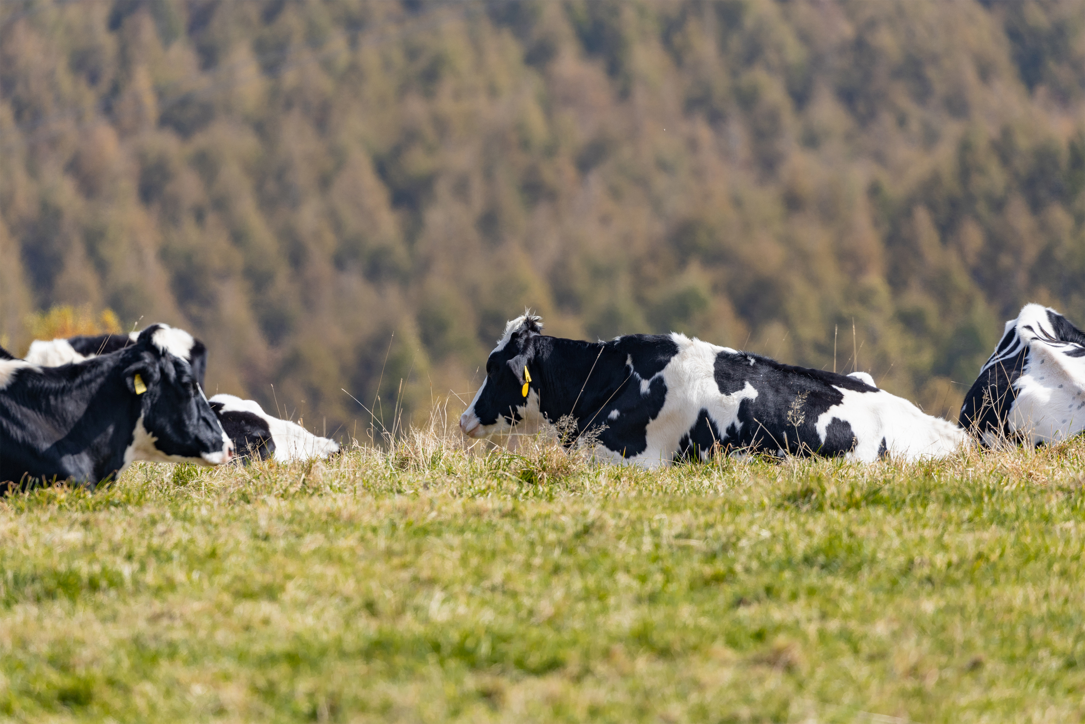 寝ている牧場の牛 無料の高画質フリー写真素材 イメージズラボ