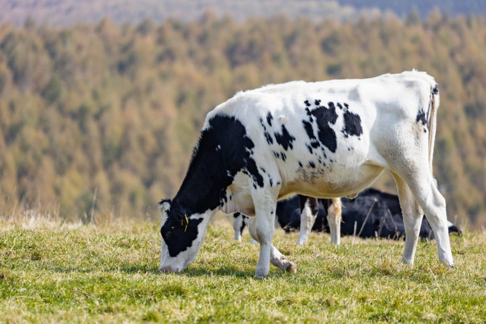 牧草を食べている牛の写真