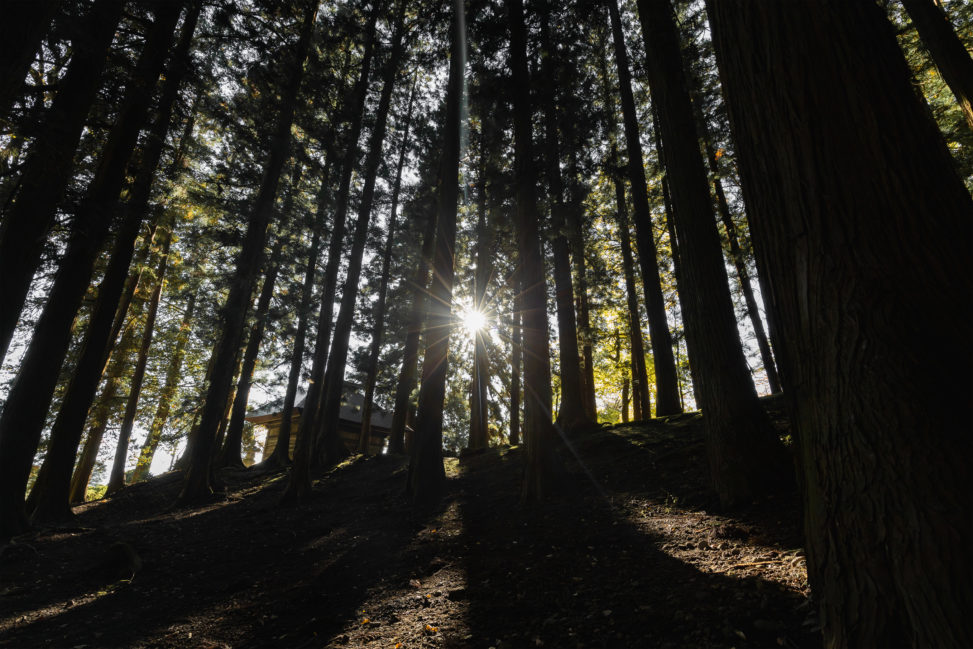 杉の木林と日差しの写真