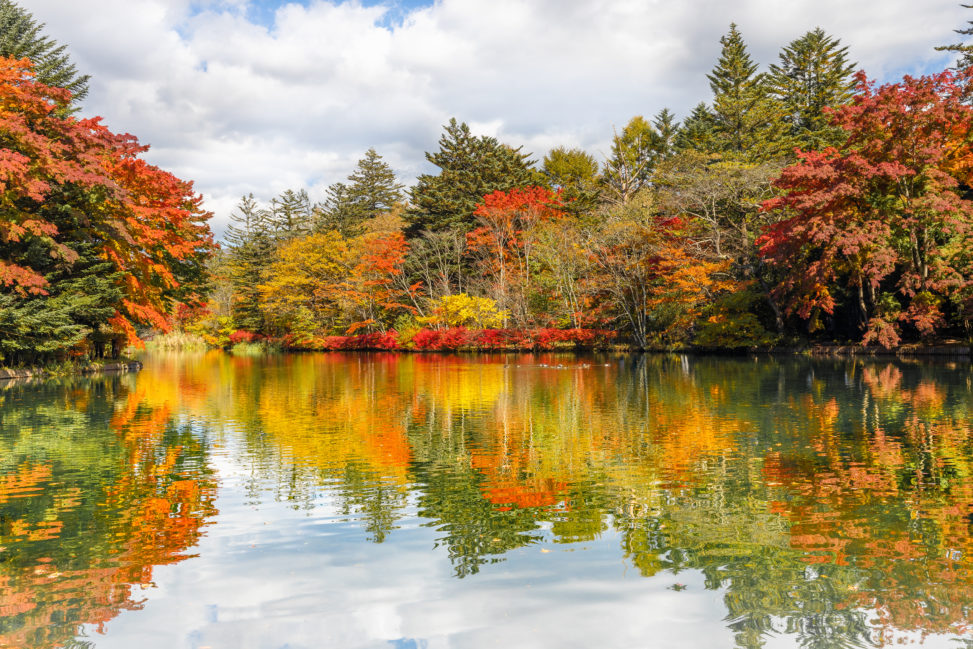 紅葉と雲場池（軽井沢）の写真