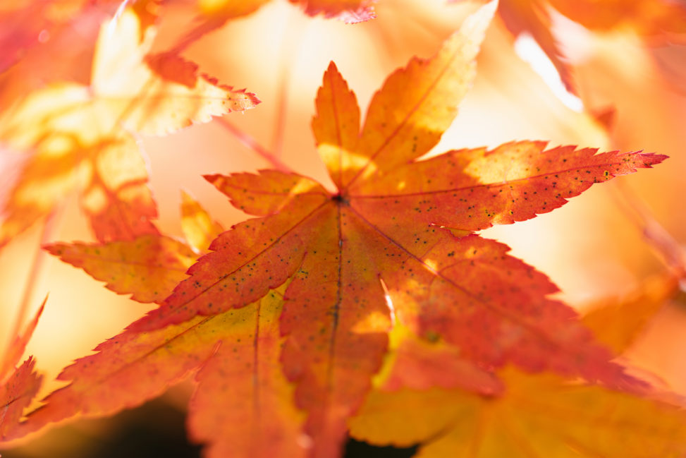 鮮やかなモミジの葉／紅葉の写真