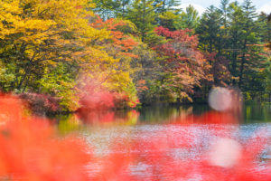 紅葉と雲場池（軽井沢）_2の写真