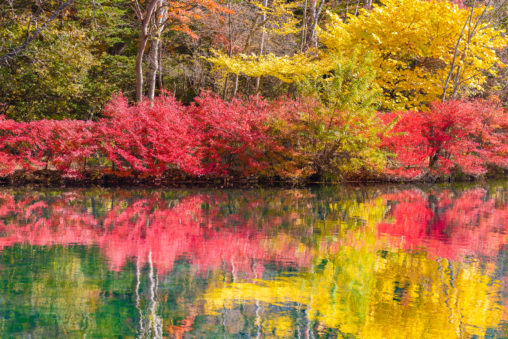 紅葉が反射する雲場池（軽井沢）の写真