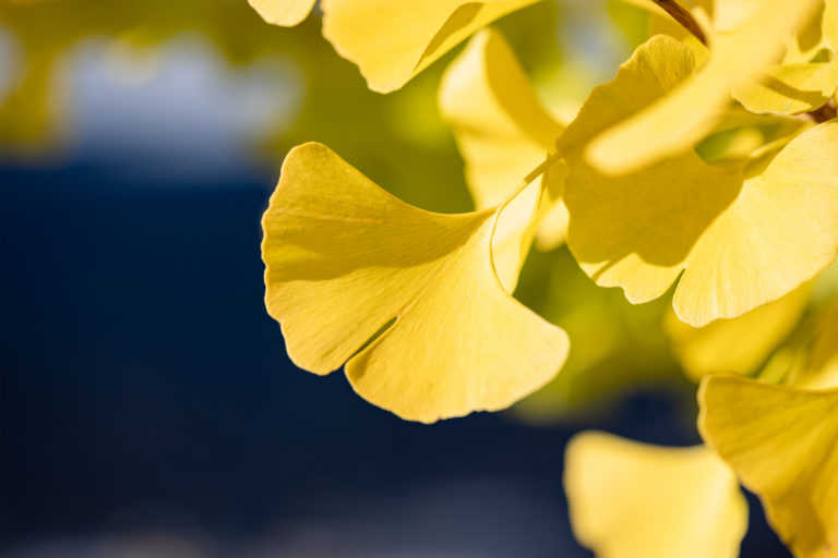 イチョウ／銀杏の葉 | 無料の高画質フリー写真素材 | イメージズラボ