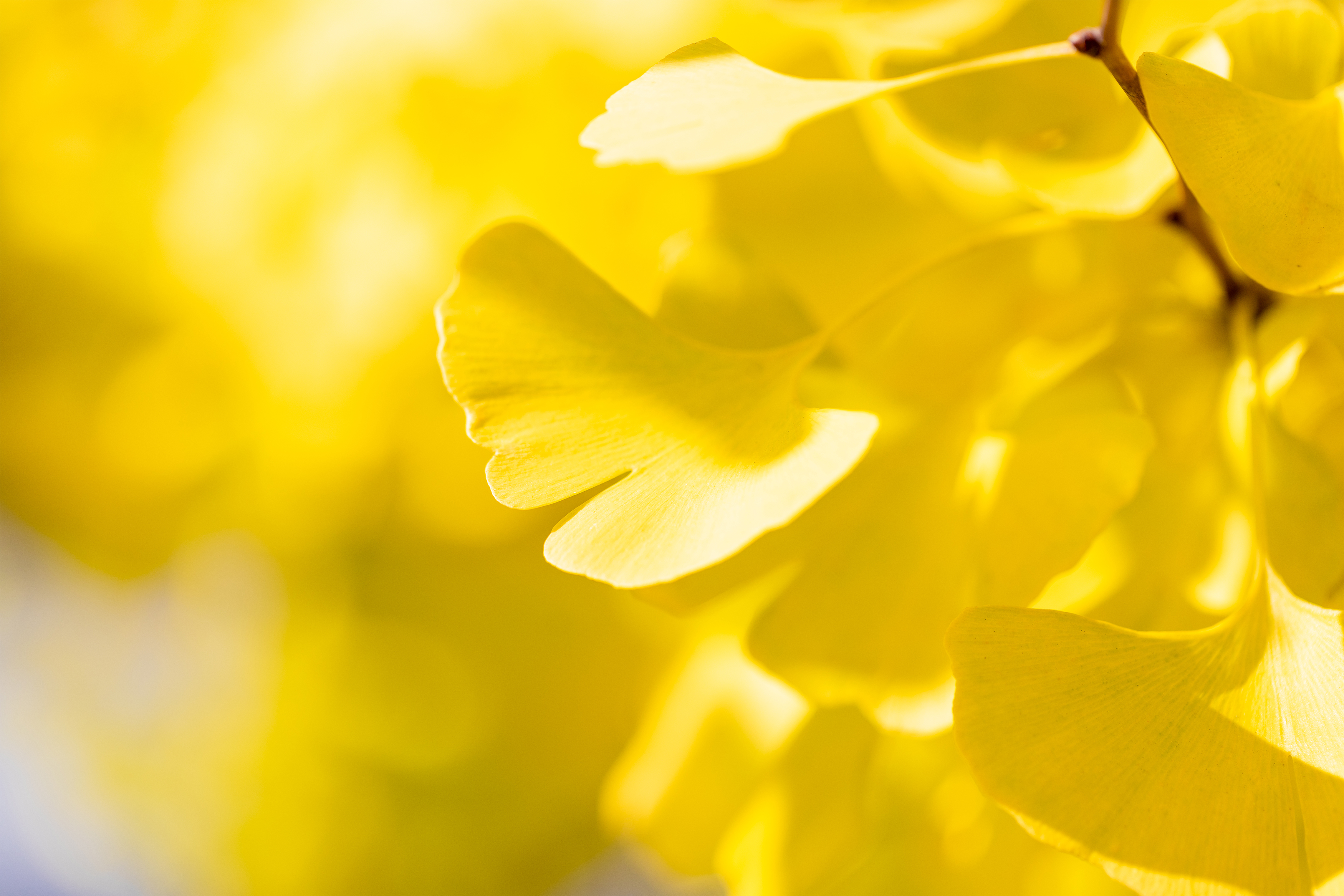イチョウ 銀杏の葉 2 無料の高画質フリー写真素材 イメージズラボ