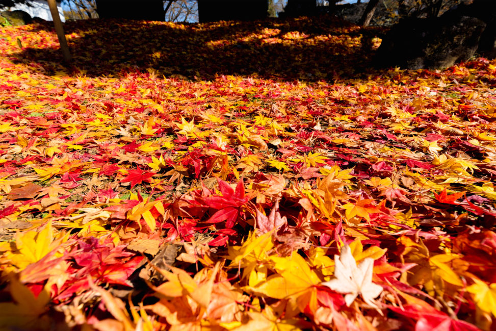 敷き詰められた楓や紅葉の写真