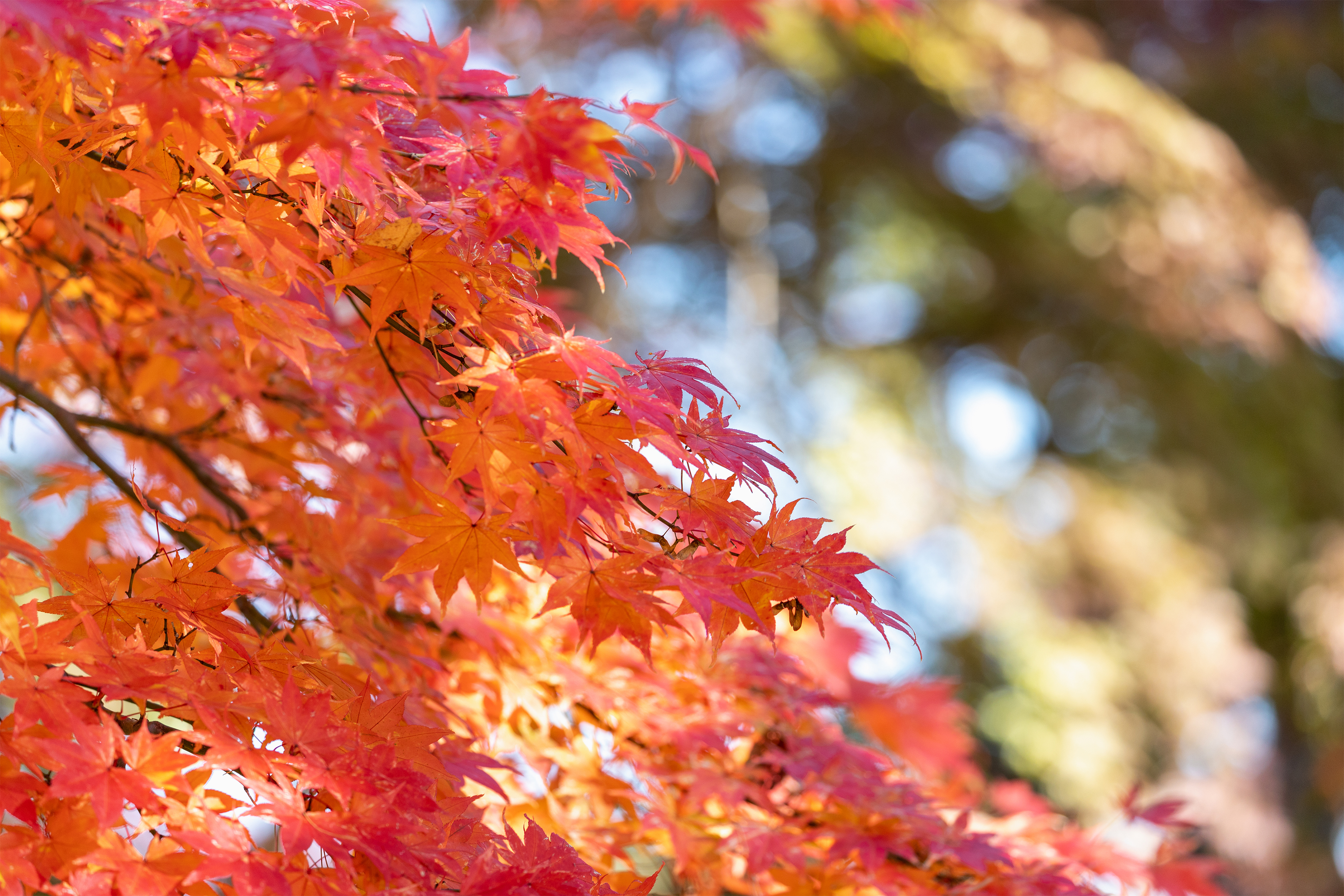 鮮やかなモミジ 紅葉 2 無料の高画質フリー写真素材 イメージズラボ
