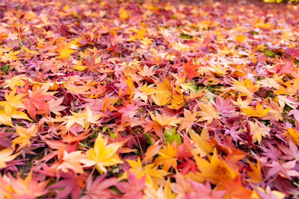 楓や紅葉の絨毯の写真