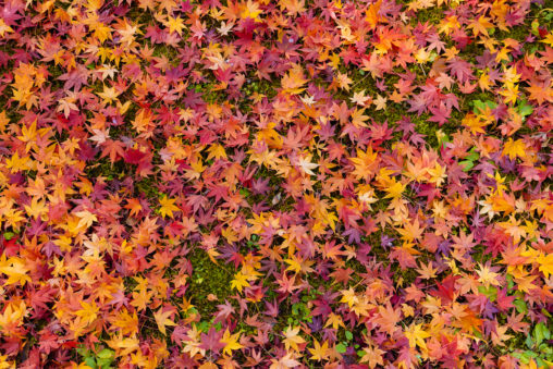 楓や紅葉の壁紙／テクスチャーの写真