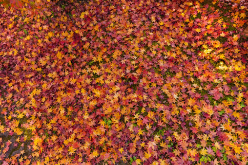 楓や紅葉の壁紙／テクスチャー_2の写真