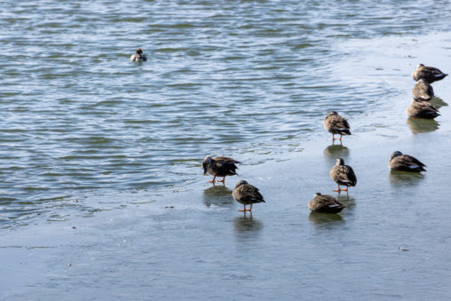凍った湖にいるカルガモ（鴨）たちの写真