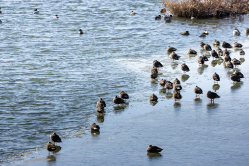 凍った湖にいるカルガモ（鴨）たち_2の写真