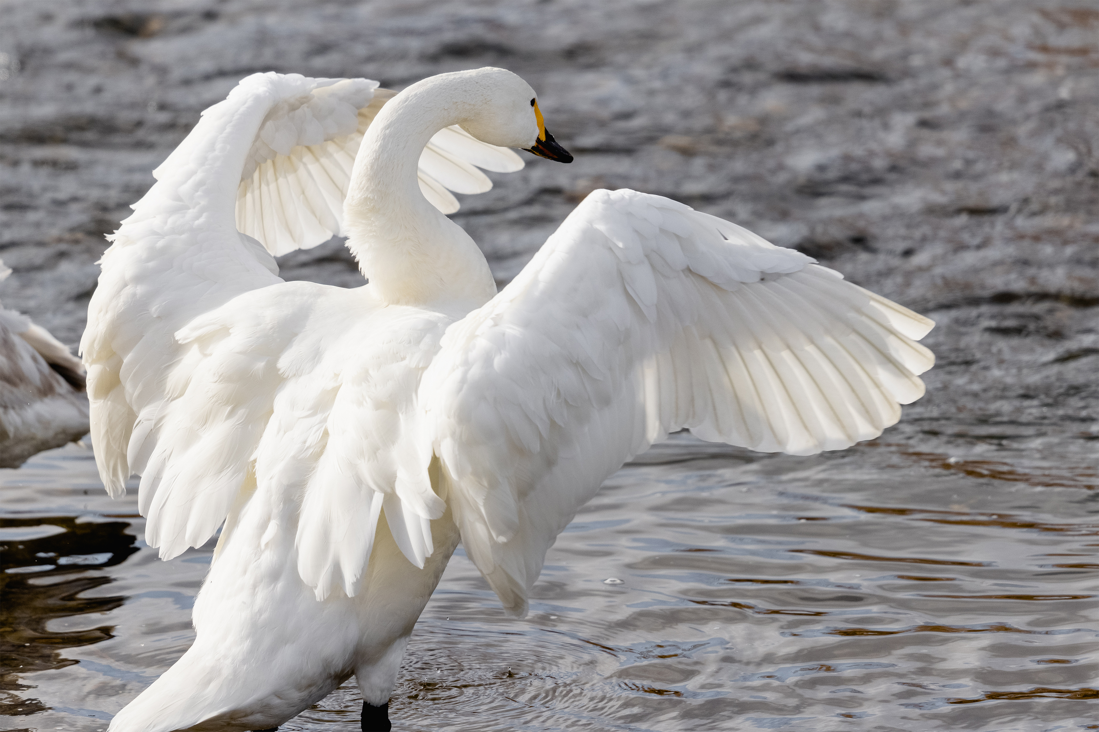 羽を広げるコハクチョウ 白鳥の後ろ姿 無料の高画質フリー写真素材 イメージズラボ