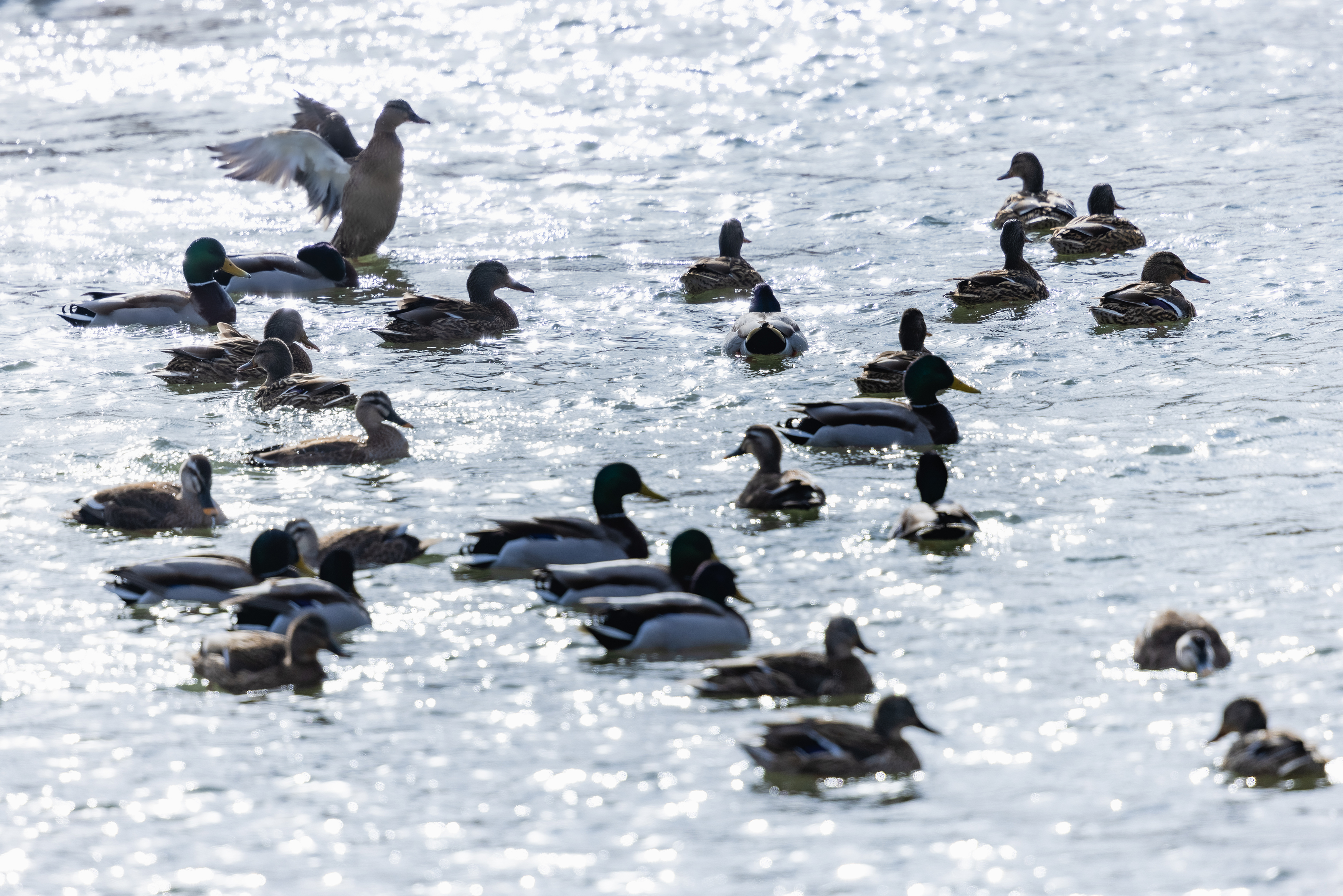 キラキラした水面とカモ 鴨 の群れ 2 無料の高画質フリー写真素材 イメージズラボ