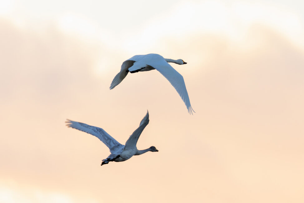 夕方の空を飛翔するコハクチョウ／白鳥たちの後ろ姿の写真