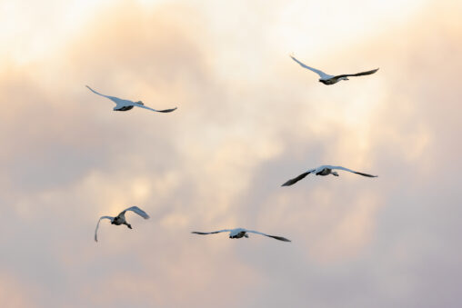 夕方の空を飛翔するコハクチョウ／白鳥たちの後ろ姿_2の写真