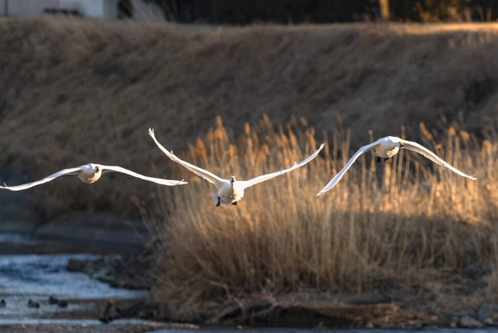 夕日に照らされながら飛翔するコハクチョウ／白鳥たち_3の写真
