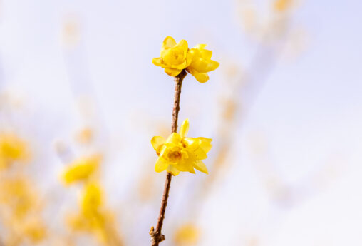 ロウバイ／蝋梅の花の写真