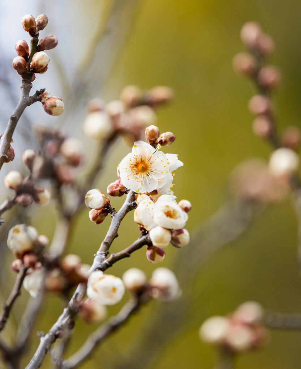 咲き始めの白梅の写真