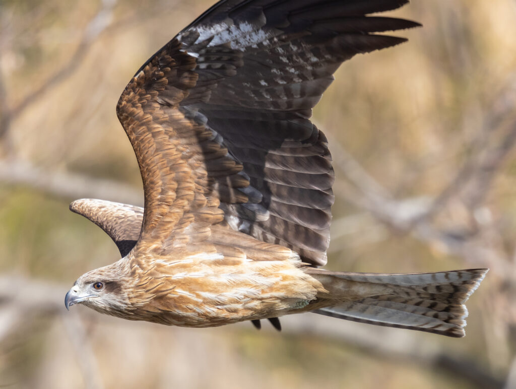 飛んでいるトンビ/トビ/鳶のアップ | 無料の高画質フリー写真素材 | イメージズラボ