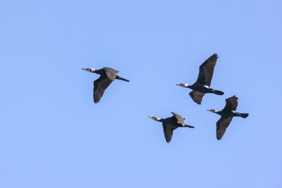 飛んでいるカワウの群れの写真