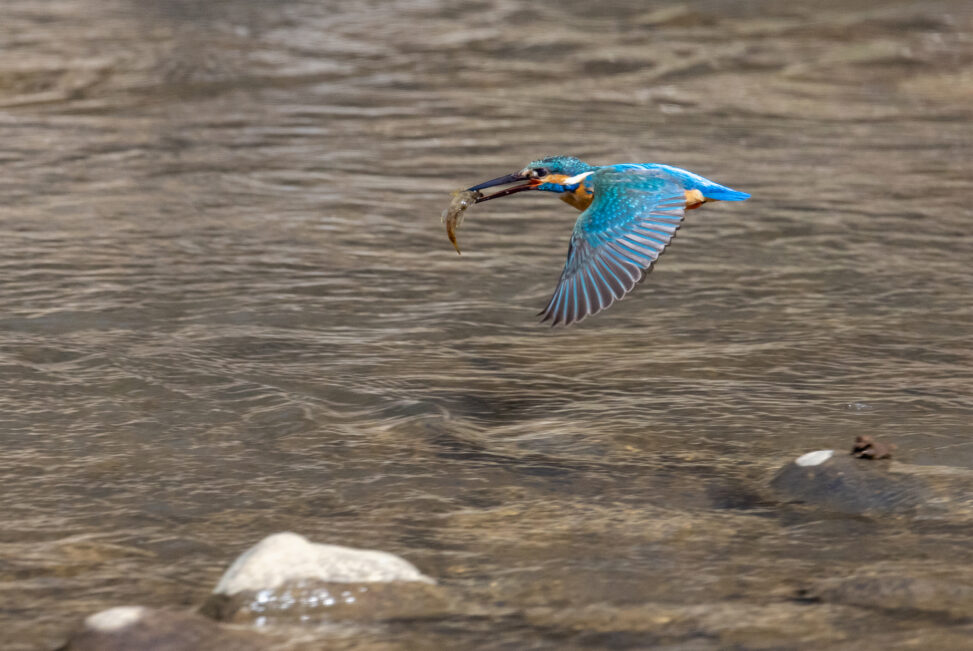 魚をくわえて飛んでいるカワセミ_2の写真