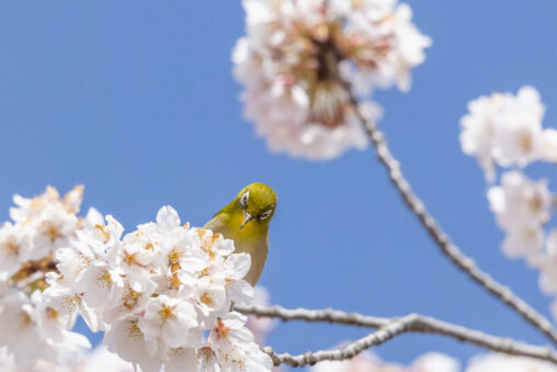 桜とメジロ_3の写真