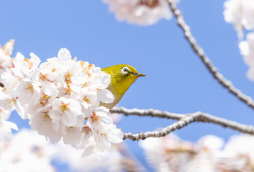 桜とメジロ_4の写真