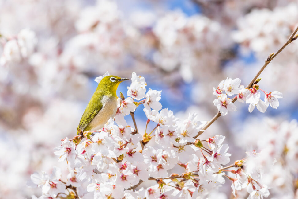 満開の桜とメジロの写真