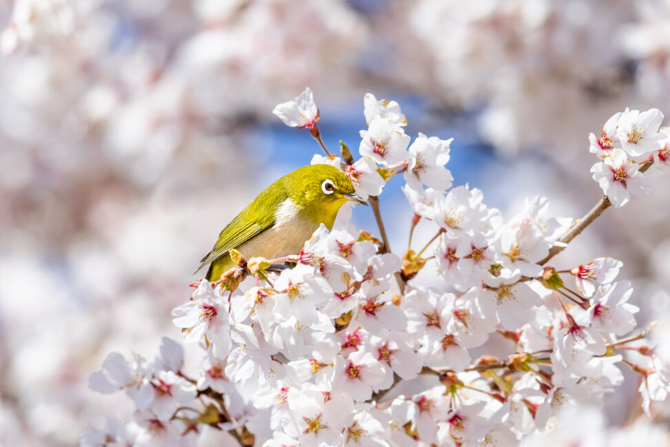 満開の桜とメジロ_2の写真