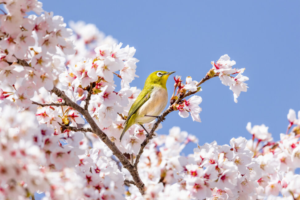 青空と満開の桜とメジロ