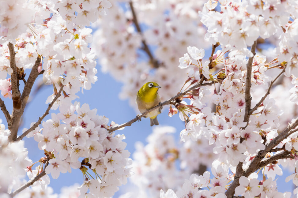 青空と満開の桜とメジロ _2の写真